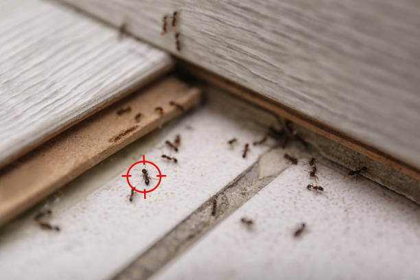 Best Pest Control for Businesses  in Fairfield, CA